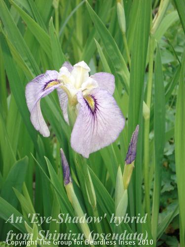 OW G25 Tamberg iris close-up 2